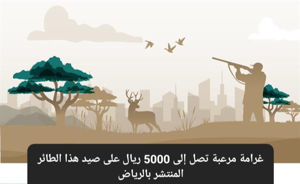 صيد طائر الكروان