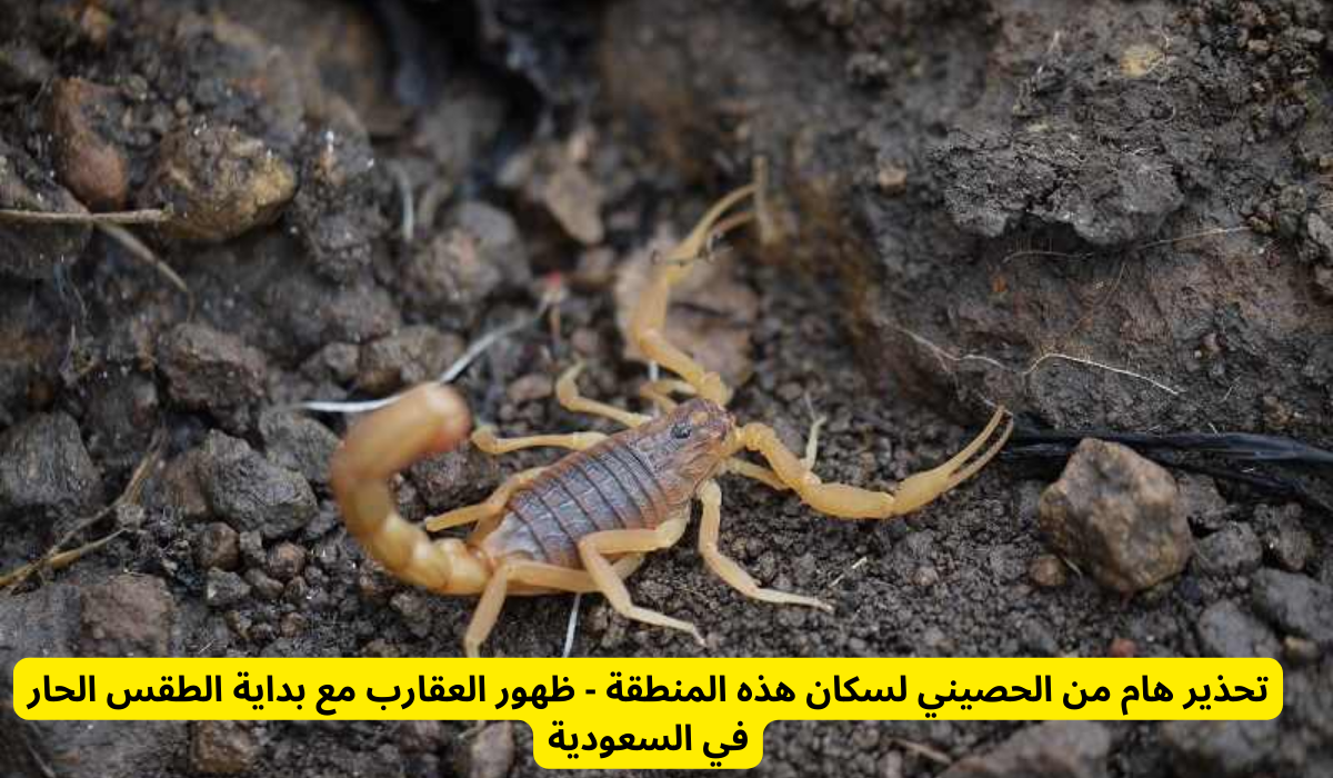 ظهور العقارب مع بداية الطقس الحار