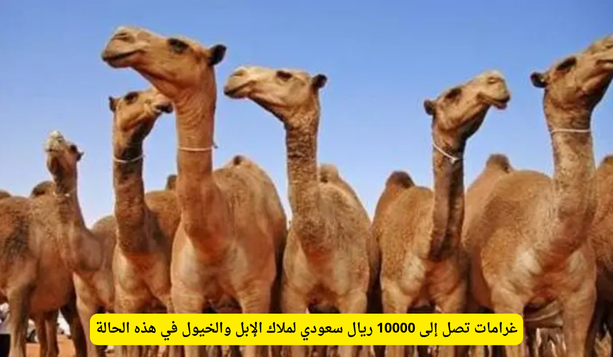 غرامة ملاك الإبل السعودية